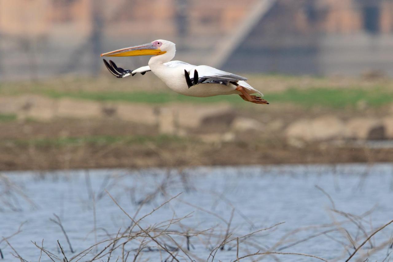 RAAS Chhatrasagar, Nimaj, District Pali Bagian luar foto